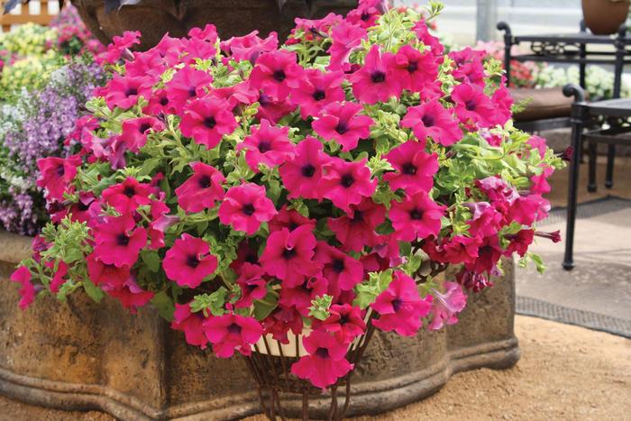 Surfinia® 'Giant Purple' - Petunia Surfinia® 'Giant Purple' - Petunia
