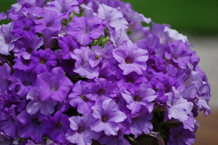 Surfinia® 'Heavenly Blue' - Petunia 