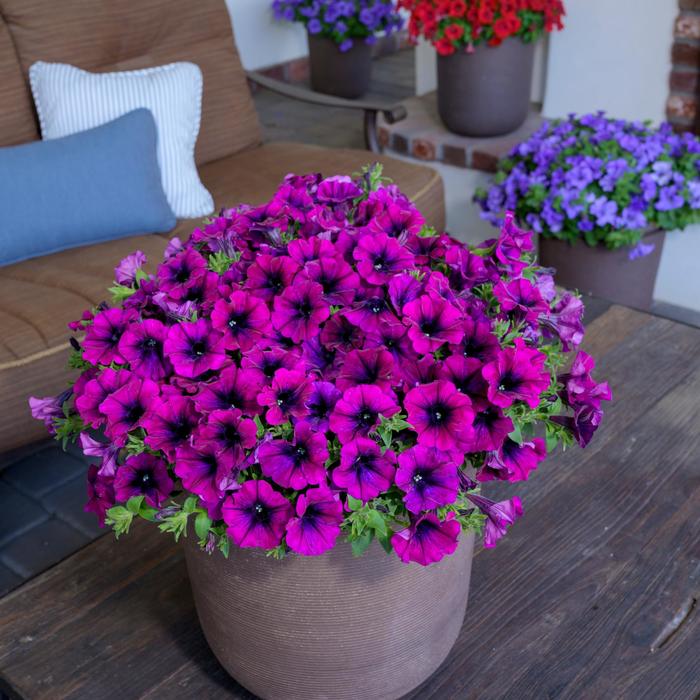 Surfinia&reg; Heavenly Cabernet - Petunia 