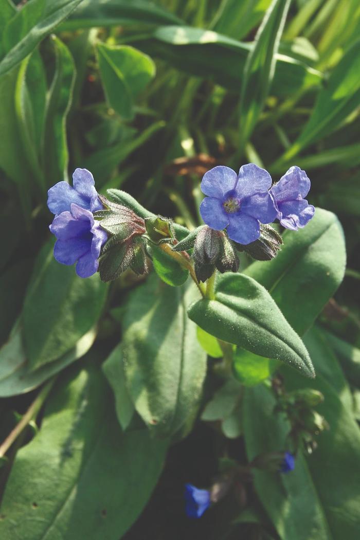 Lungwort - Pulmonaria saccharata 'Blue Ensign' 