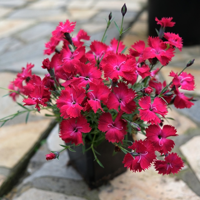 Border Carnation - Dianthus hybrida Vivid™ Cherry Charm