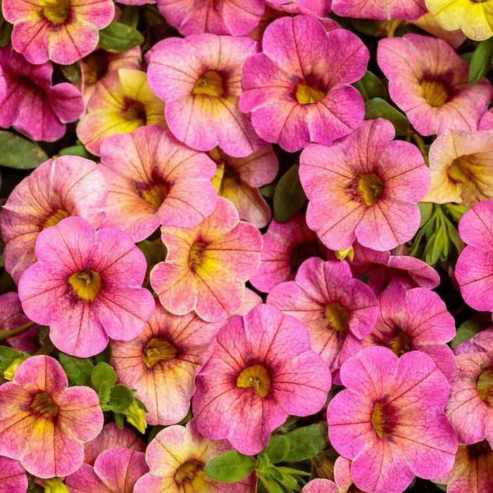 Superbells® Prism™ Pink Lemonade - Calibrachoa 'Prism™ Pink Lemonade' PPAF, Can PBRAF (Calibrachoa) Superbells® Prism™ Pink Lemonade - Calibrachoa 'Prism™ Pink Lemonade' PPAF, Can PBRAF (Calibrachoa)
