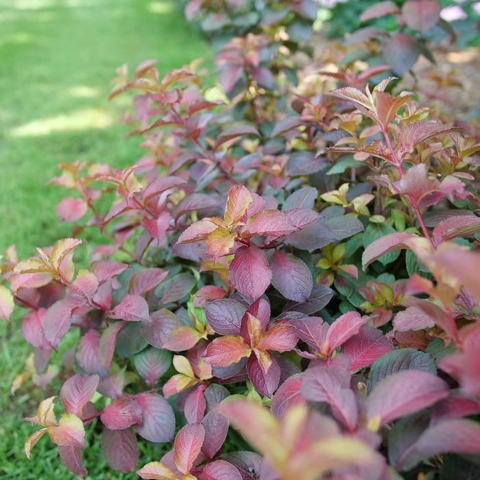 Midnight Sun® - Weigela florida