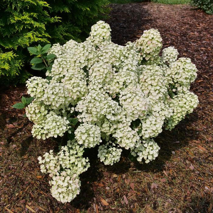 Tiny Quick Fire® Panicle Hydrangea - Hydrangea paniculata