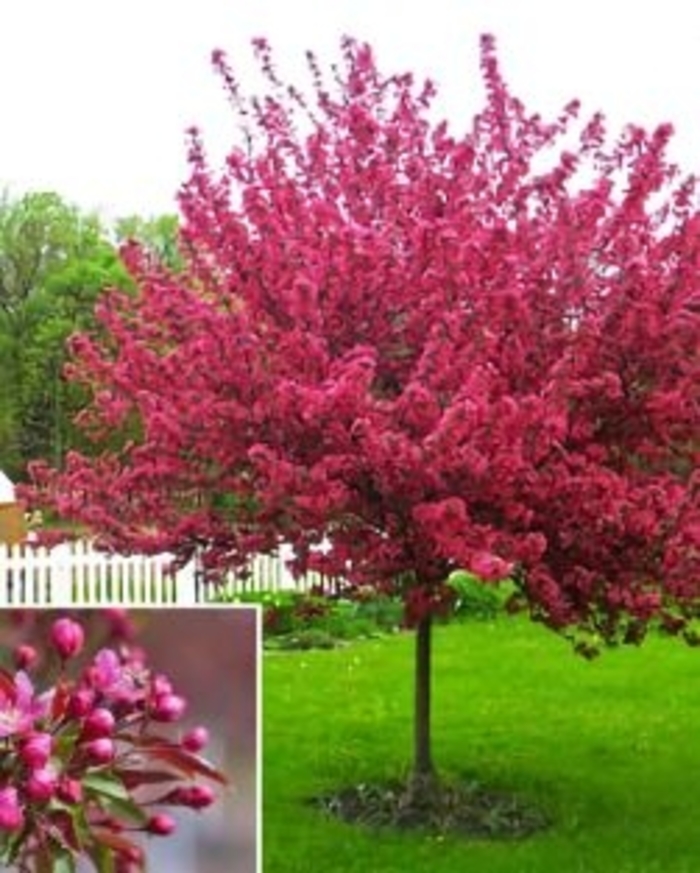 Red Splendor Crabapple - Malus 'Red Splendor' (Crabapple) Red Splendor Crabapple - Malus 'Red Splendor' (Crabapple)