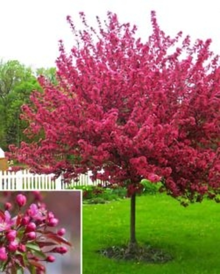 Red Splendor Crabapple - Malus 'Red Splendor' (Crabapple)