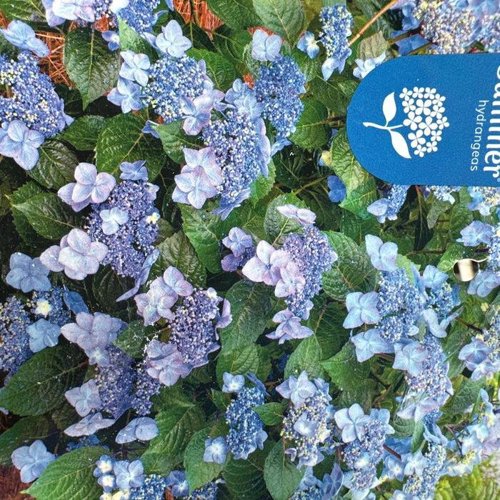 Pop Star® Bigleaf Hydrangea - Hydrangea macrophylla 'Bailmacsix' PP33703