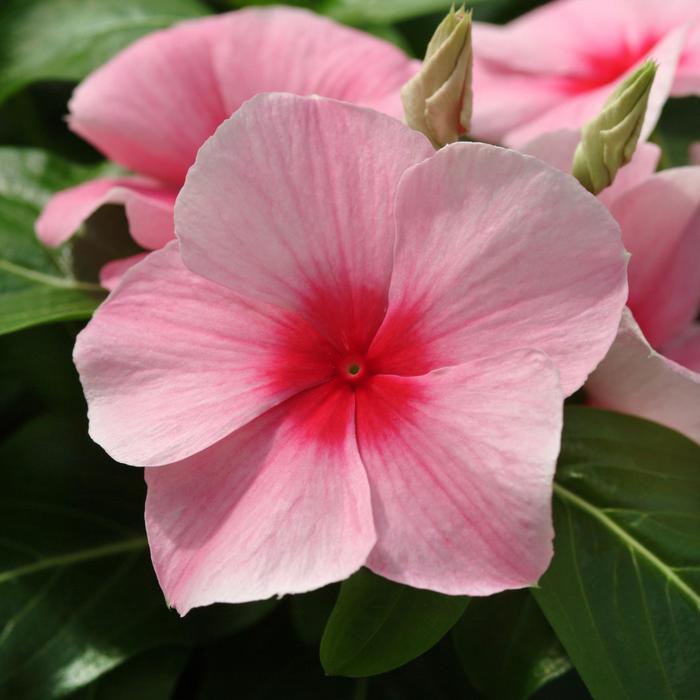 Vinca - Catharanthus roseus 'Mediterranean XP Strawberry'