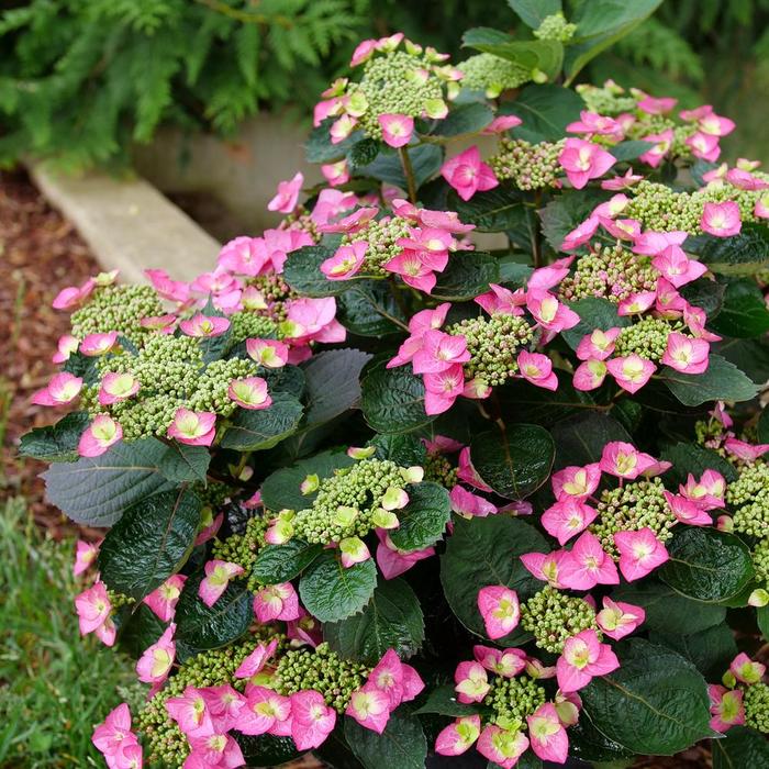 'Tuff Stuff Top Fun™' Mountain Hydrangea - Hydrangea serrata