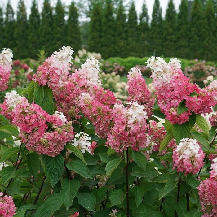 Pinky Winky Prime™ Panicle Hydrangea - Hydrangea paniculata