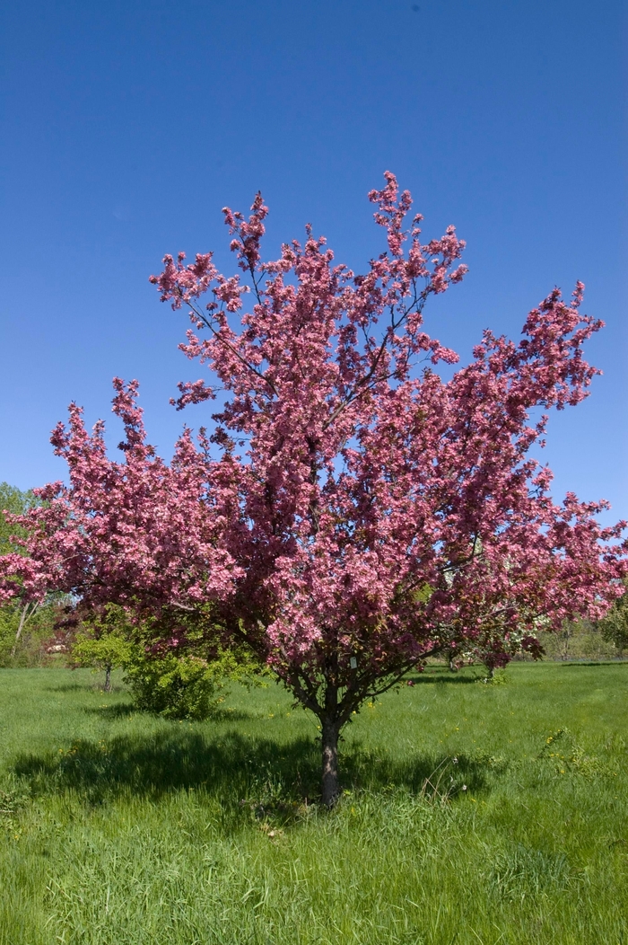 'Perfect Purple' Crabapple - Malus 'Perfect Purple' 