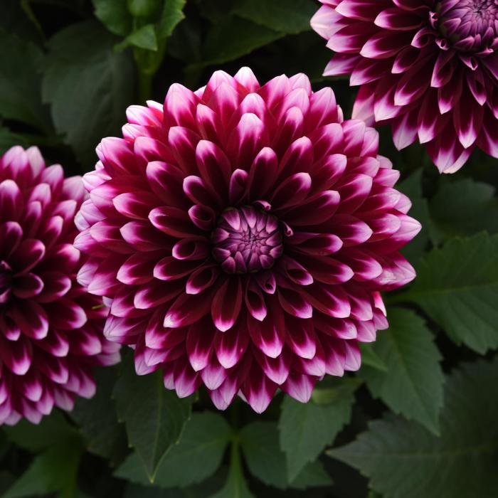 Dahlia - Dahlia Dalaya® Purple+White