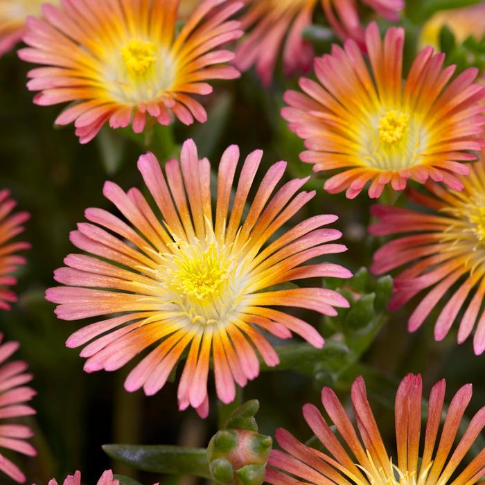 Ice Plant - Delosperma cooperi Wheels of Wonder® Salmony Pink