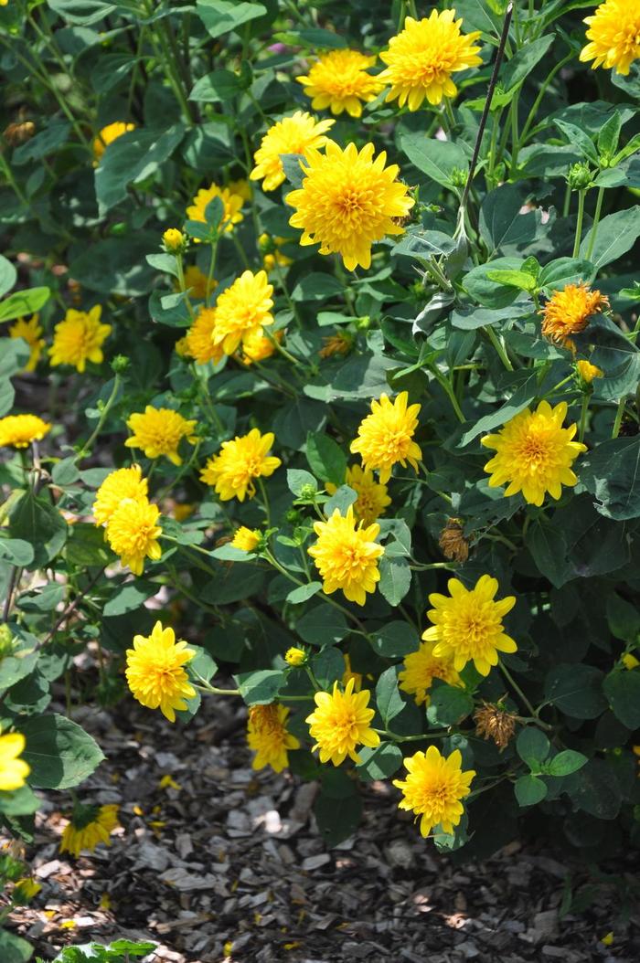 Thin-leaved Sunflower - Helianthus x multiflorus 'Sunshine Daydream' Thin-leaved Sunflower - Helianthus x multiflorus 'Sunshine Daydream'