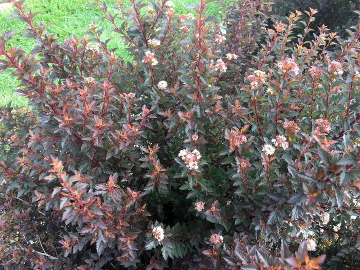 'Sweet Cherry Tea&trade;' Ninebark - Physocarpus opulifolius