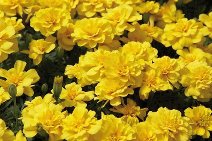 Marigold - Tagetes patula 'Safari Yellow'