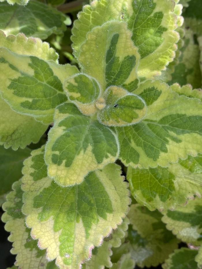 Plectranthus - Plectranthus 'Lemon Twist'