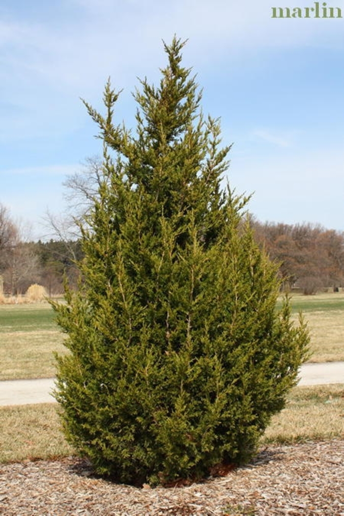 'Perfecta' Chinese Juniper - Juniperus chinensis 'Perfecta' 