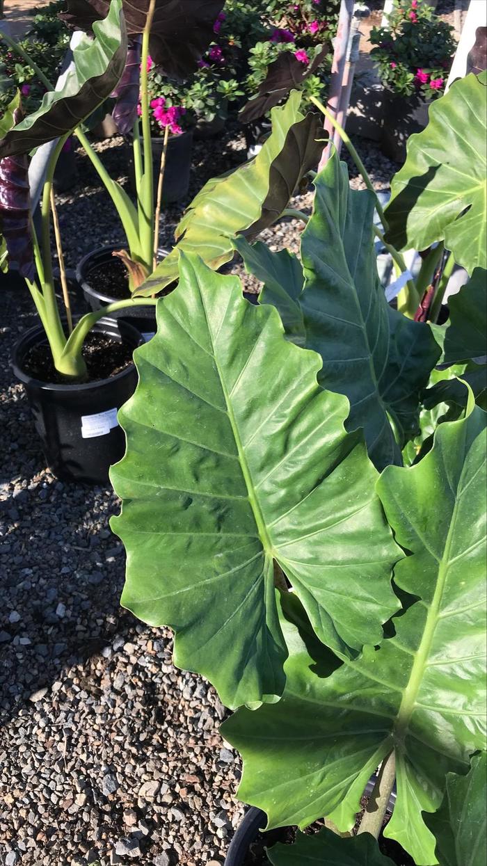 Alocasia (Elephant Ear) - Alocasia 'Portatora Shield' (Elephant Ear) Alocasia (Elephant Ear) - Alocasia 'Portatora Shield' (Elephant Ear)