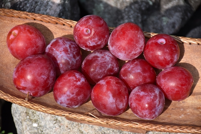 'Superior' Plum - Prunus 'Superior' 