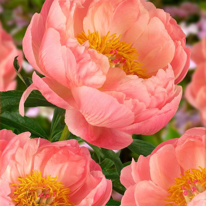 Garden Peony - Paeonia lactiflora 'Coral Charm' Garden Peony - Paeonia lactiflora 'Coral Charm'