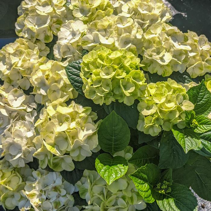 'Grin and Tonic™' Bigleaf Hydrangea - Hydrangea macrophylla 'Grin and Tonic™' 