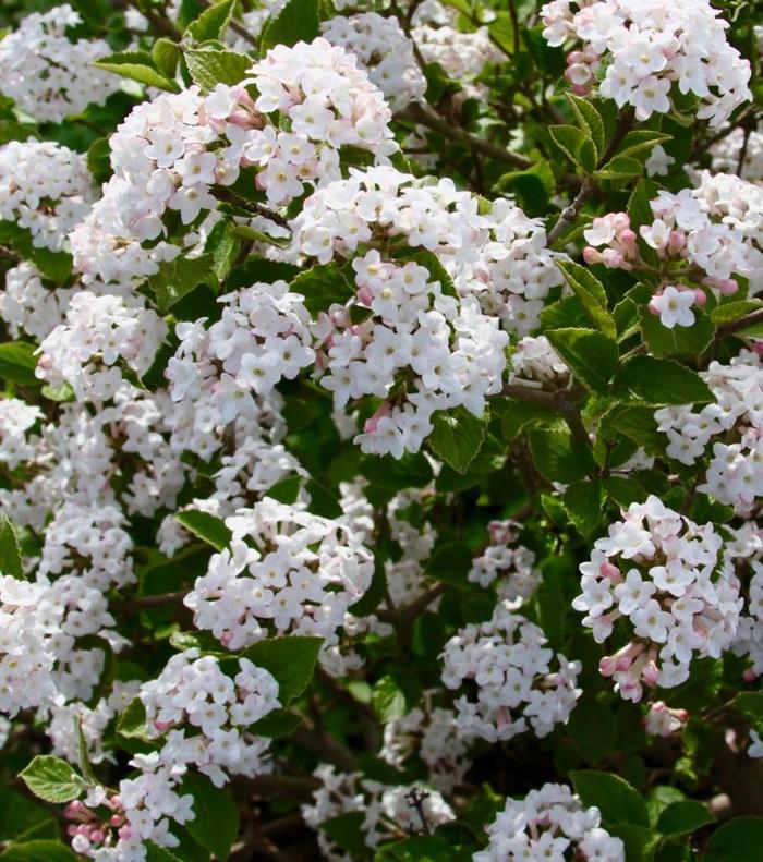 'Sugar n' Spice™' Korean Spice Viburnum - Viburnum carlesii 'Sugar n' Spice™' 