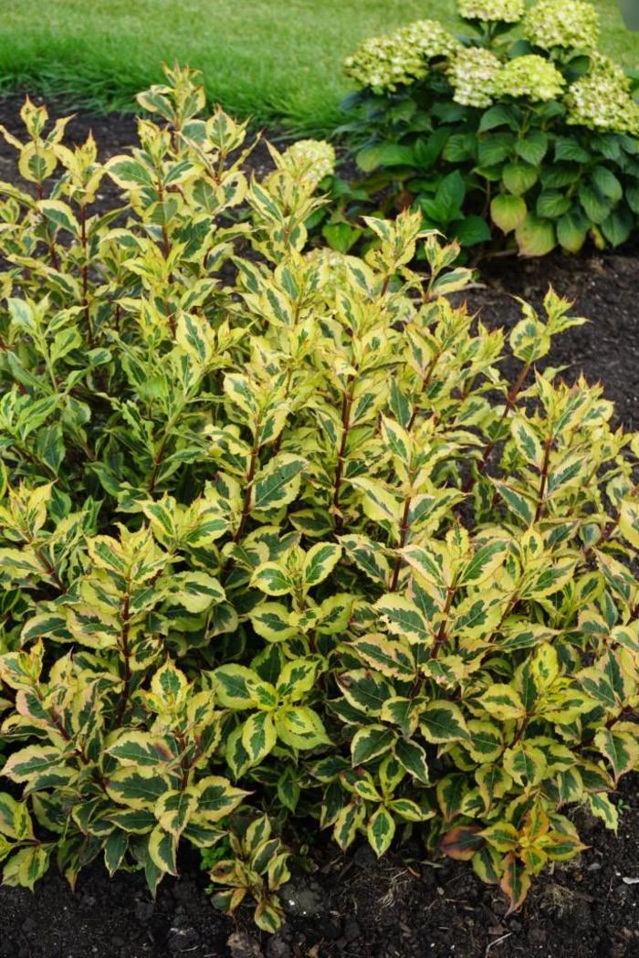 Rainbow Sensation™ - Weigela florida