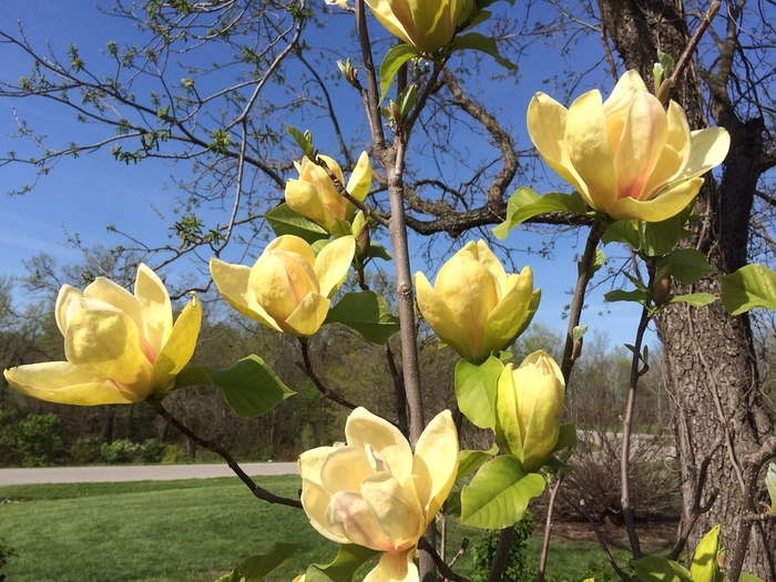 'Sunsation' Magnolia - Magnolia 'Sunsation' 