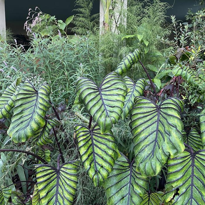 Colocasia - Colocasia 'Pharaoh's Mask™' Elephant Ear