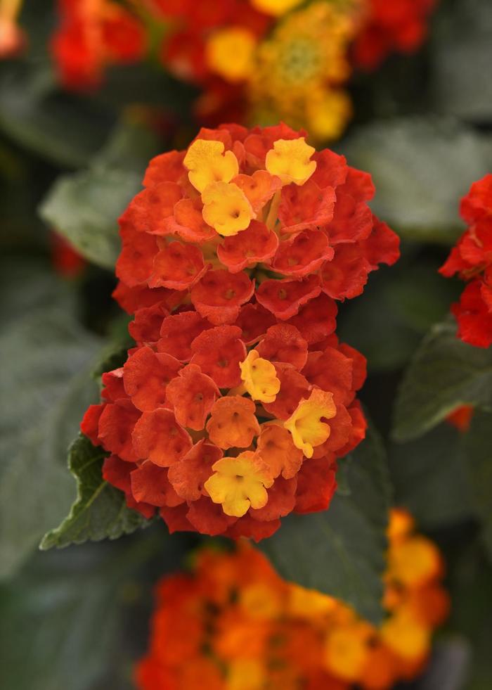 Lantana - Lantana camara Shamrock™ Red