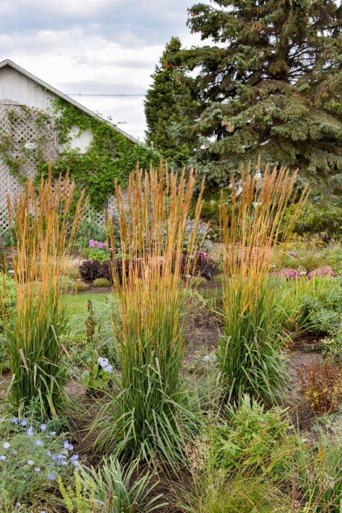 Indian Grass - Sorghastrum nutans 'Golden Sunset™' 