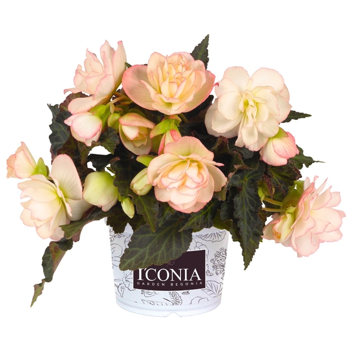 Begonia - Begonia I'conia® 'Miss Montreal'