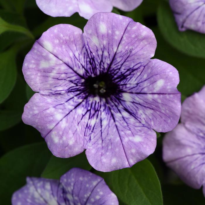 Headliner™ Crystal Sky - Petunia 