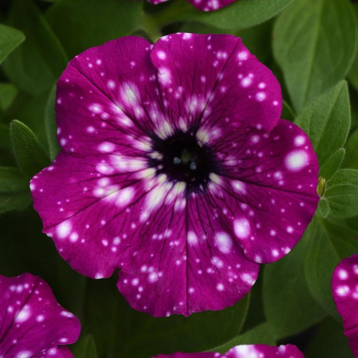 Petunia - Petunia Headliner™ Electric Purple Sky Petunia - Petunia Headliner™ Electric Purple Sky