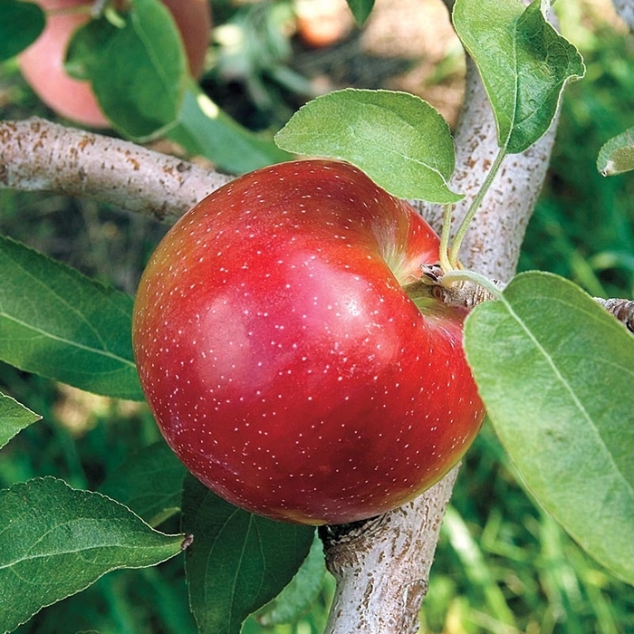 'Liberty' Apple - Malus domestica 'Liberty'