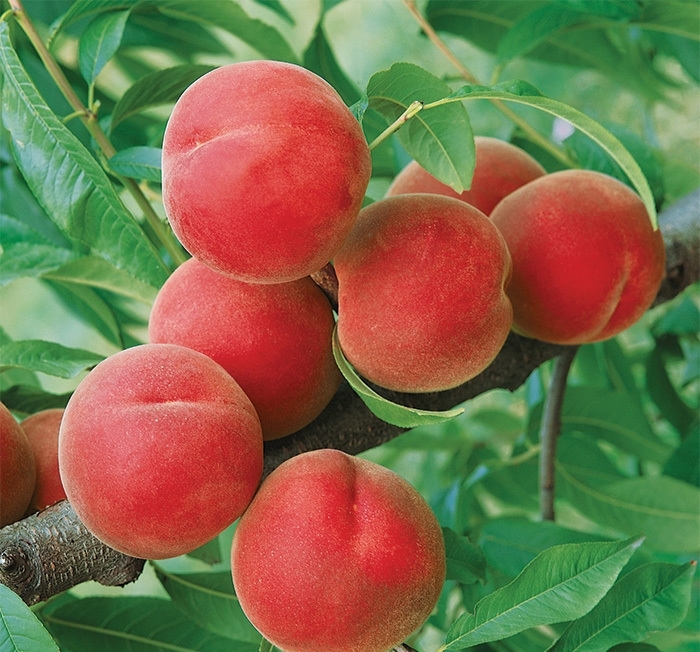'Contender' Peach - Prunus persica 'Contender' 