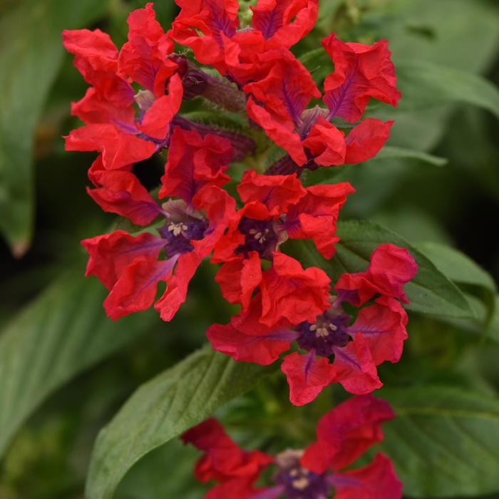 Sweet Talk™ Red - Cuphea procumbens Sweet Talk™ Red - Cuphea procumbens