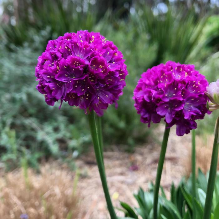 Sea Thrift - Armeria pseudarmeria Dreameria™ 'Vivid Dreams'