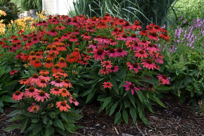 Summersong™ 'Firefinch™' - Echinacea (Coneflower)