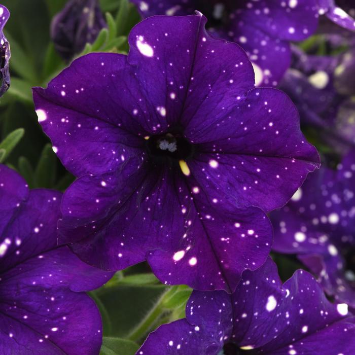 Petunia - Petunia Headliner™ Violet Sky Petunia - Petunia Headliner™ Violet Sky
