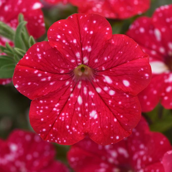 Headliner™ Strawberry Sky - Petunia 