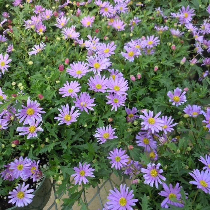 Brachyscome - Brachyscome 'Brasco™ Violet'