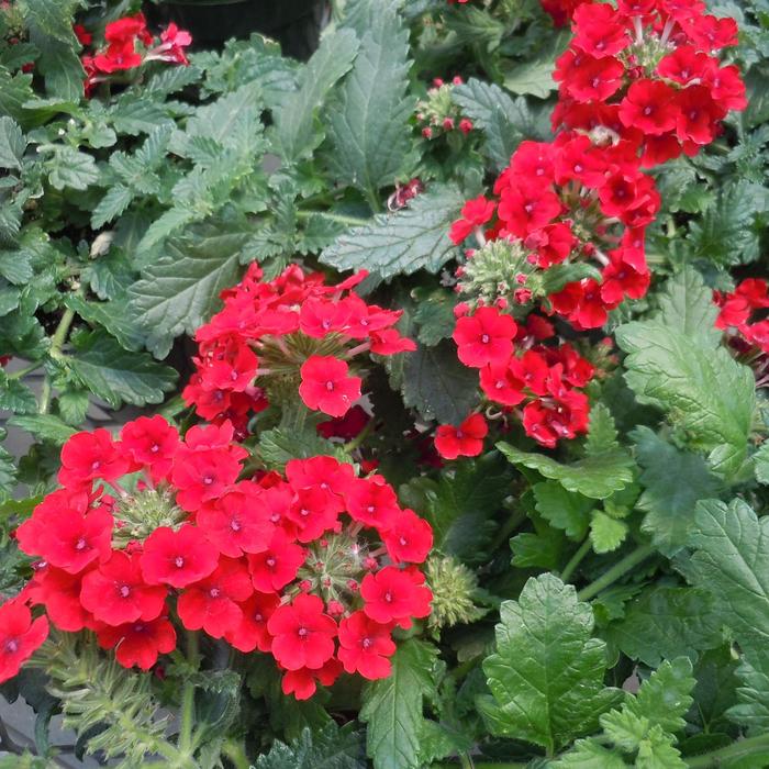 Vanessa™ Compact Red - Verbena Vanessa™ Compact Red - Verbena
