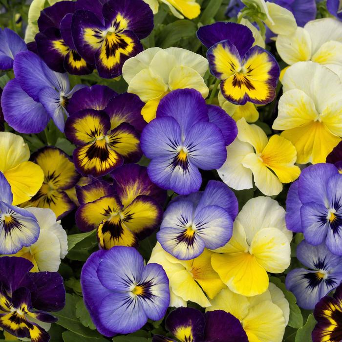 'ColorMax Lemonberry Pie Mix' - Viola cornuta 'ColorMax Lemonberry Pie Mix' - Viola cornuta