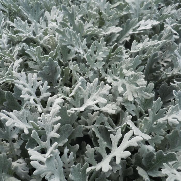 Silver Dust - Dusty Miller Silver Dust - Dusty Miller