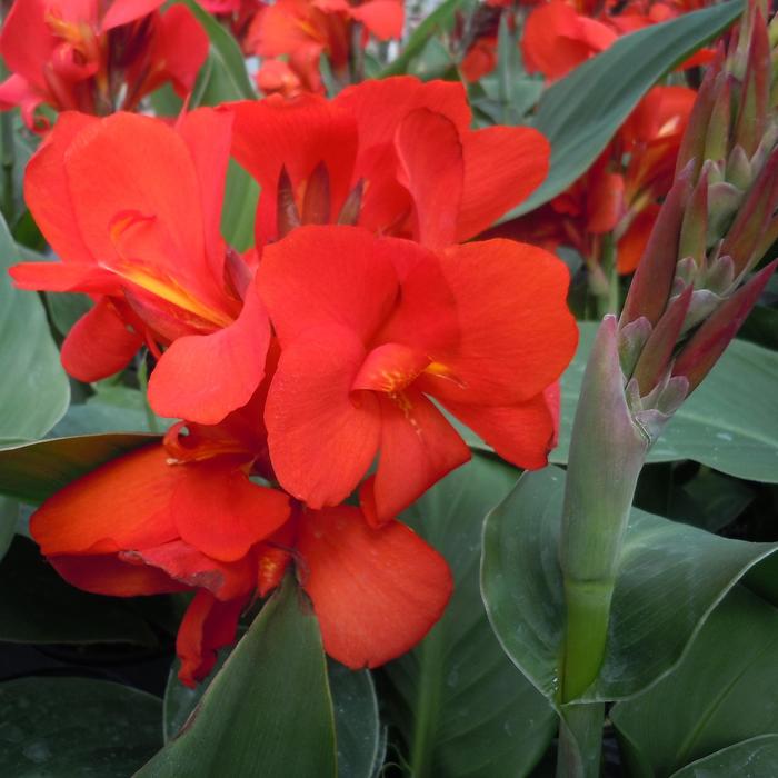 Canna - Canna Cannova® 'Scarlet'