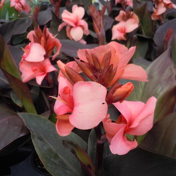 Canna - Canna Cannova® Bronze Peach