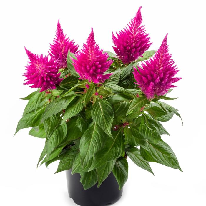 Kelos® Fire Pink - Celosia Kelos® Fire Pink - Celosia