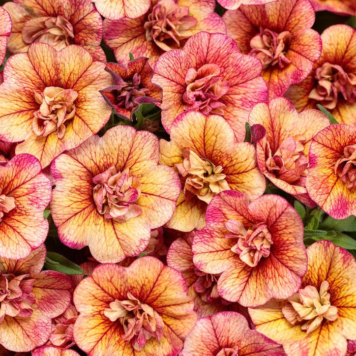 Superbells® 'Double Vintage Coral™' - Calibrachoa Superbells® 'Double Vintage Coral™' - Calibrachoa